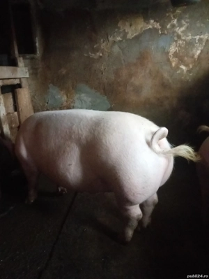 Vand 2porci - imagine 3
