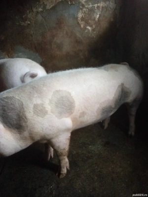 Vand 2porci - imagine 4