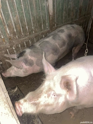porci de tara - imagine 4