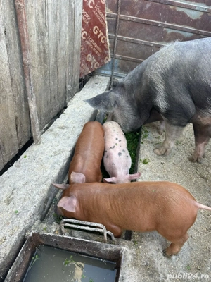 purcelusi de vanzare  - imagine 5