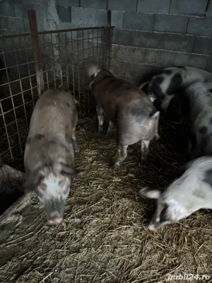 vand porci  - imagine 4