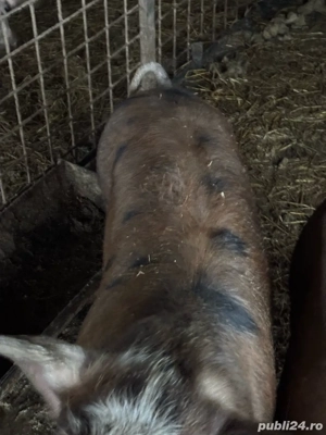 vand porci  - imagine 2