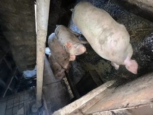 Porci rasă carne - imagine 3