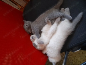 Pui pisica British Shorthair  - imagine 3
