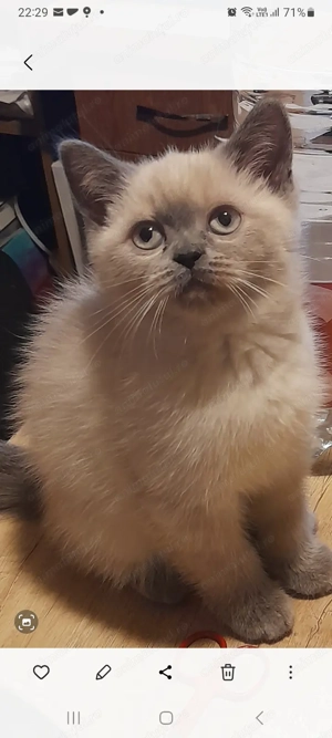 Pui pisica British Shorthair  - imagine 4