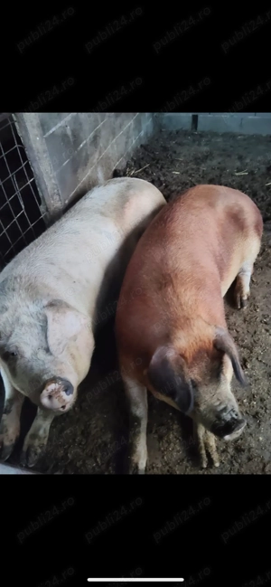 Vand porci pentru Crăciun  - imagine 2