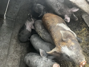 Vand porci pentru Crăciun 