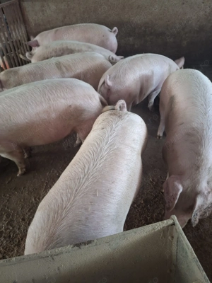 Vând porci de carne între 150kg și 180kg