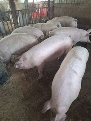 Vând porci de carne între 150kg și 180kg - imagine 2