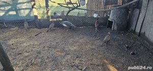 Păuni și Fazani - Diversi Culori, Crescuți în Gospodărie - imagine 2