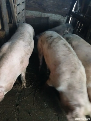 Vand porci - imagine 5