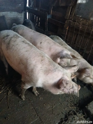 vând porci pentru sacrificare 13 lei negociabil sau schimb cu porumb sau viței  - imagine 3