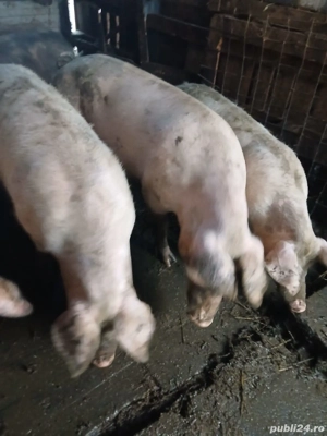 Vând porci pentru sacrificare 15lei kg negociabil  - imagine 2