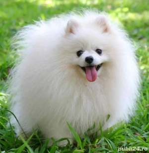 vand catelusa  - imagine 3