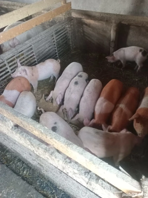 Vând purcei - imagine 3