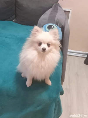 vand catelusa  - imagine 2