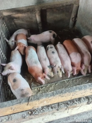 Vând purcei - imagine 4