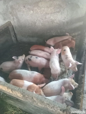 Vând purcei - imagine 2