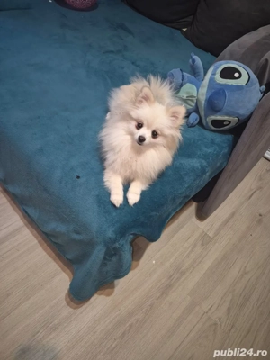 vand catelusa  - imagine 5