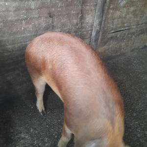 OFERTA,Porci de tara  - imagine 2