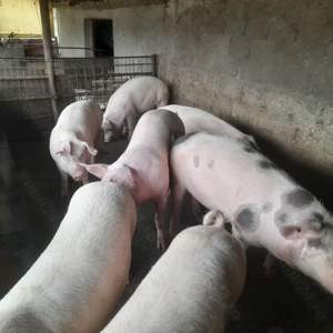 OFERTA,Porci de tara  - imagine 3