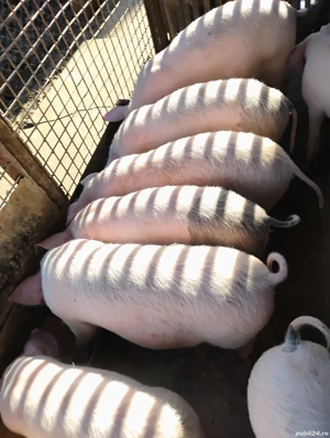 Vand Porcii   Duroc Bazna Marele Alb si Purcei Pietrian