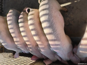 Vand Purceii Marele Alb cu Landrce si Pietrian