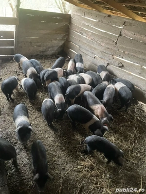 Porci Bazna  - imagine 3