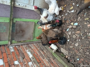 vând Brahma  - imagine 4