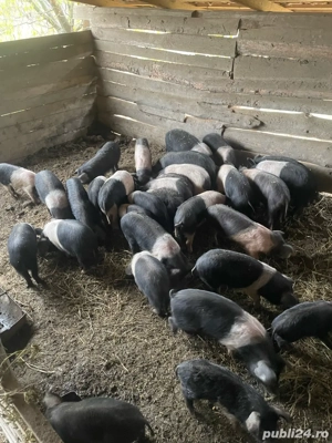 Porci Bazna  - imagine 2