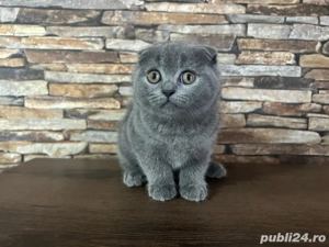 British Shorthair Scottish Fold - imagine 2