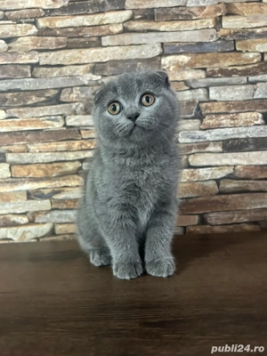 British Shorthair Scottish Fold - imagine 3