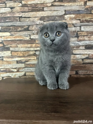 British Shorthair Scottish Fold - imagine 5