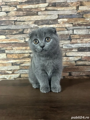 British Shorthair Scottish Fold - imagine 4