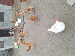 Vand gaini sacrificate - imagine 3