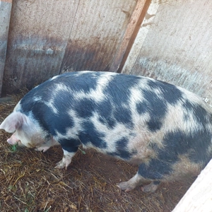 Vind Porci Crescuți în gospodărie! 