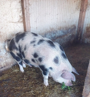 Porci Crescuți în gospodărie  !  - imagine 3