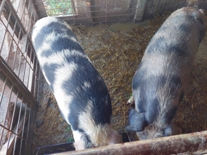 Vind Porci Crescuți în gospodărie!  - imagine 5