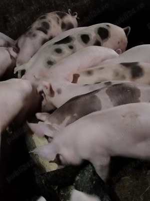 Disponibili purcei  - imagine 2