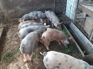 Vând grasuni... - imagine 3