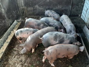 Vând grasuni... - imagine 2