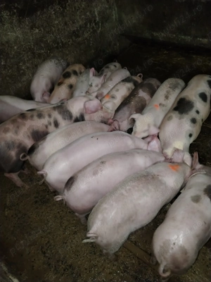 Disponibili purcei  - imagine 3