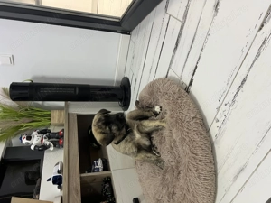 Vând pui de Kangal  - imagine 2