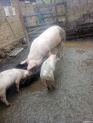 vand jumate de porc sau antreg 