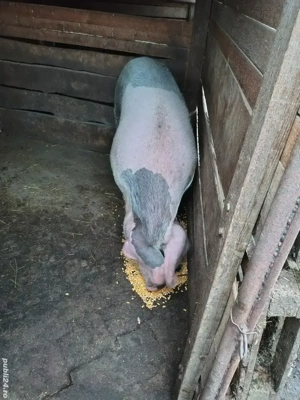 vand scroafa crescuta fara concentrate.