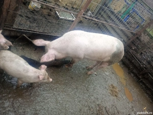 vand jumate de porc sau antreg  - imagine 2