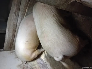 vind porc  - imagine 2