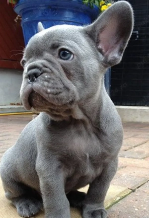 Mascul buldog francez 