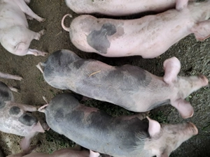 Vând purcei pentru rotisor grătar , calitate premium, cu greutate între  25-70 kg.,  - imagine 3