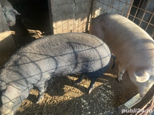 Porci gustoși  - imagine 4